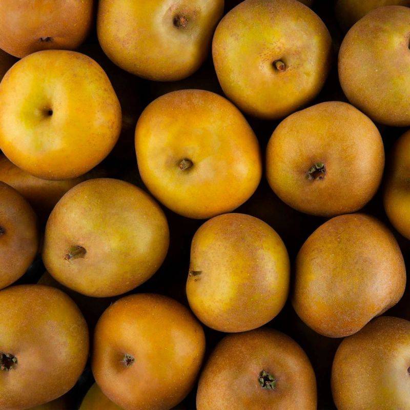 Pommier 'Reinette Grise du Canada' (Malus domestica 'Reinette Grise du Canada') - Scion de 100cm - Pépinières Naudet - Image 2