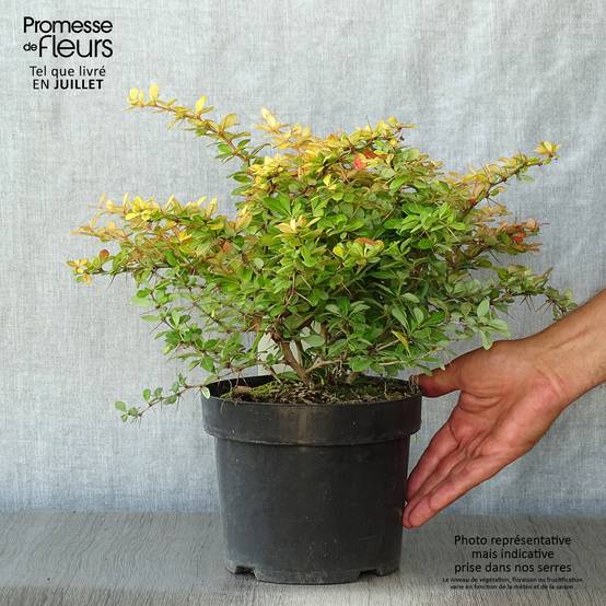 Berberis media Dual Jewel – Epine vinette Pot de 2L/3L - Image 2