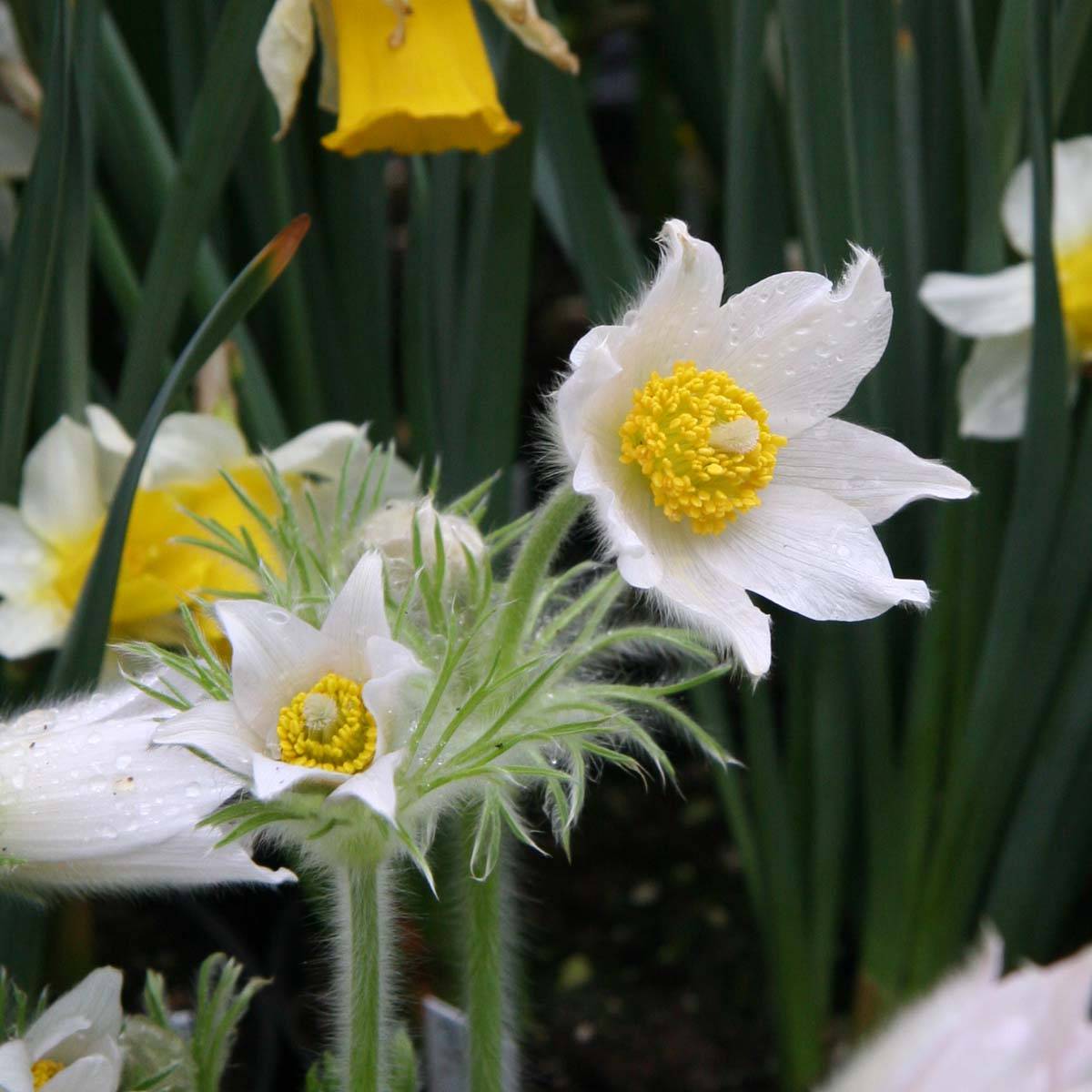 Promesse de Fleurs - Pulsatilla vulgaris Alba - Anémone pulsatille Godet de 7/8 cm