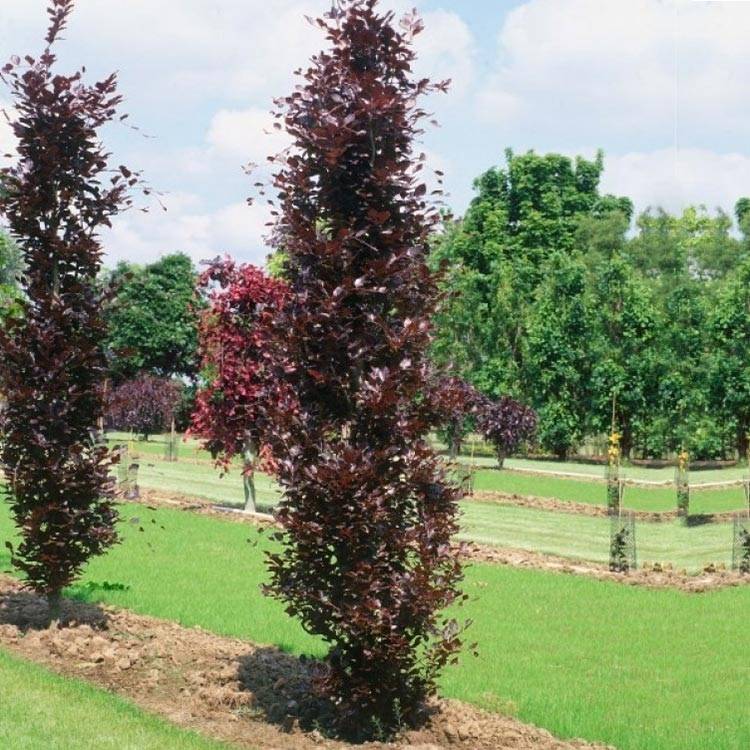 Fagus sylvatica Dawyck Purple - Hêtre fastigié pourpre Pot de 12L/15L - Image 1