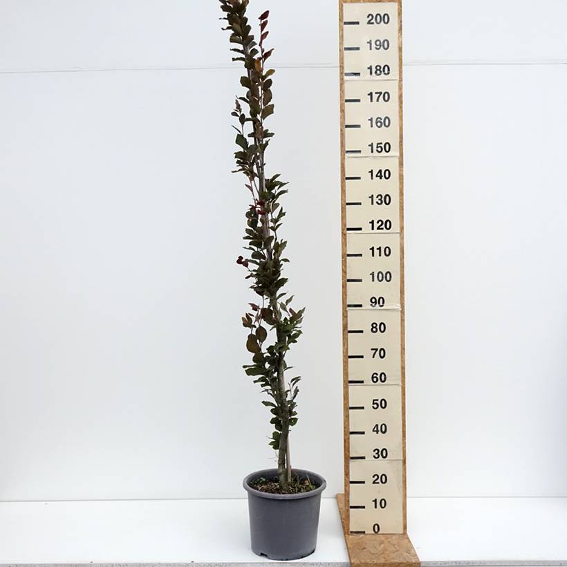 Fagus sylvatica Dawyck Purple - Hêtre fastigié pourpre Pot de 12L/15L - Image 2