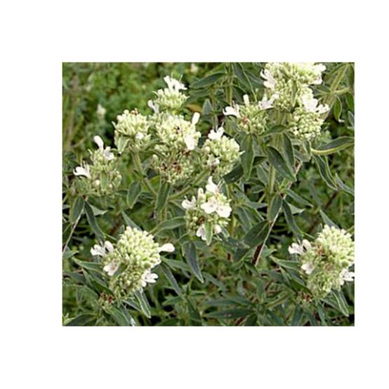 Promesse de Fleurs - Menthe des montagnes d'Amérique - Pycnanthemum pilosum Godet de 8/9 cm