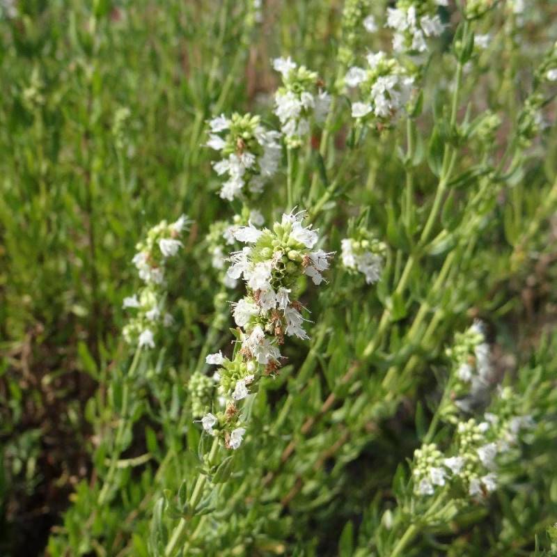 Hysope blanche à fleurs Blanche - feuillage Caduc - Godet - 5/20 cm-  hauteur à maturité De 0,15 m à 0,50 m - Image 5