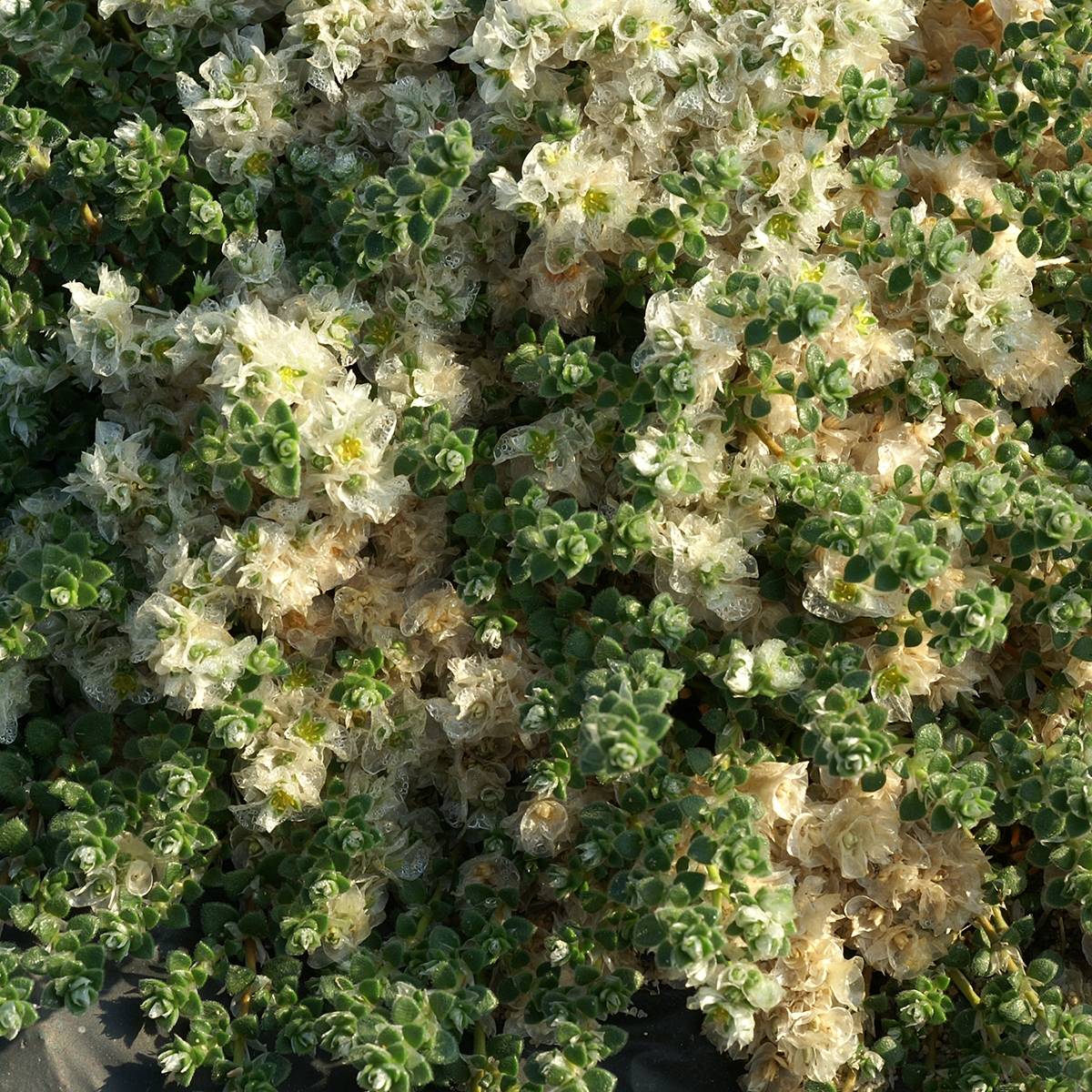 Promesse de Fleurs - Paronychia kapela ssp. serpyllifolia - Paronyque à feuilles de serpolet Godet de 8/9 cm