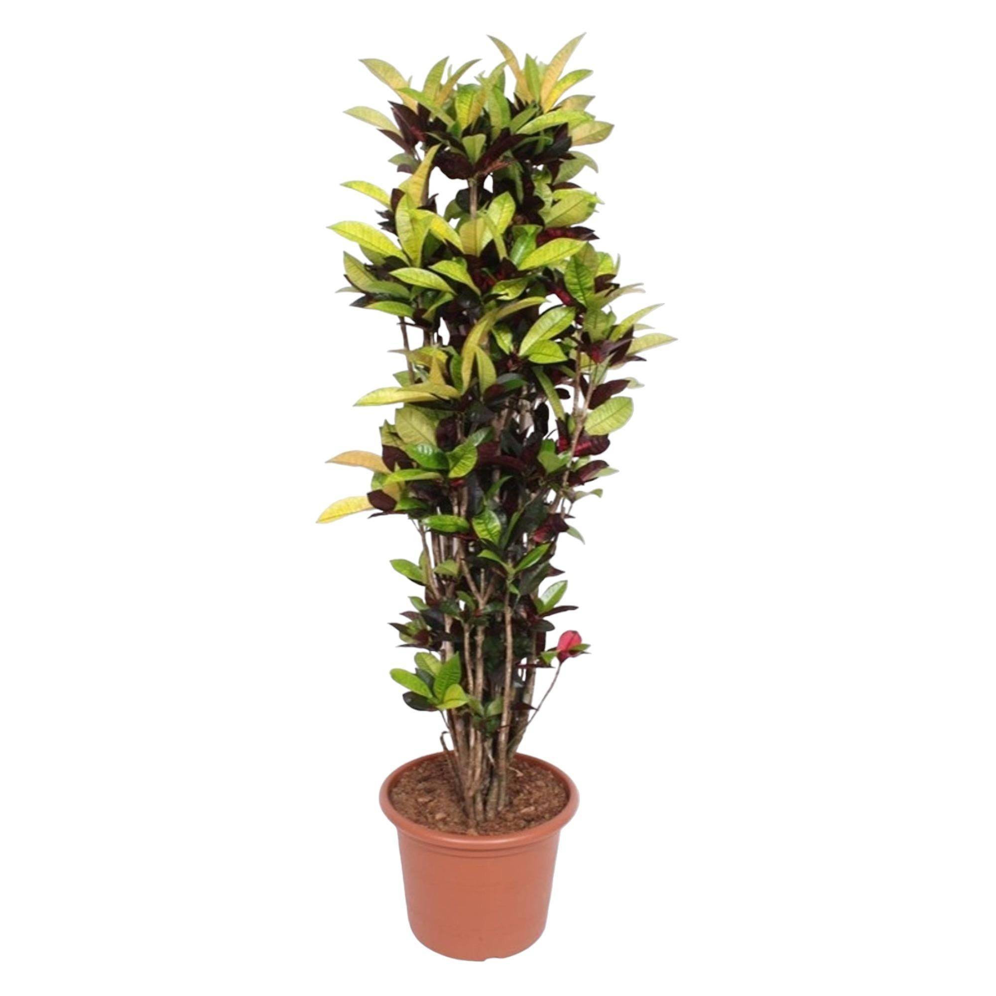 La Green Touch - Codiaeum Iceton (Croton Iceton) - D45 H190cm
