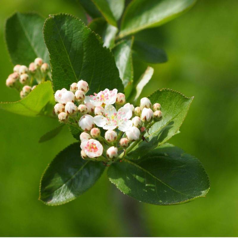 Aronie à feuilles d'arbousier Brilliant, Aronia à fleurs Blanche - feuillage Persistant - Pot de 3L - 20/40 cm-  hauteur à maturité De 1,00 m à 1,50 m - Image 3