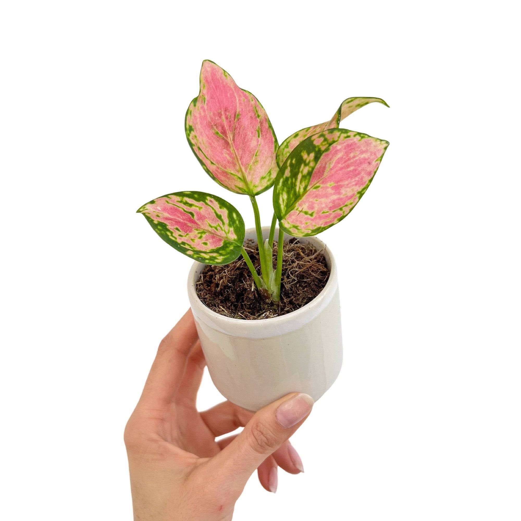 Aglaonema Pink Star - Pot de 6cm - Plantes d'intérieur - Image 1