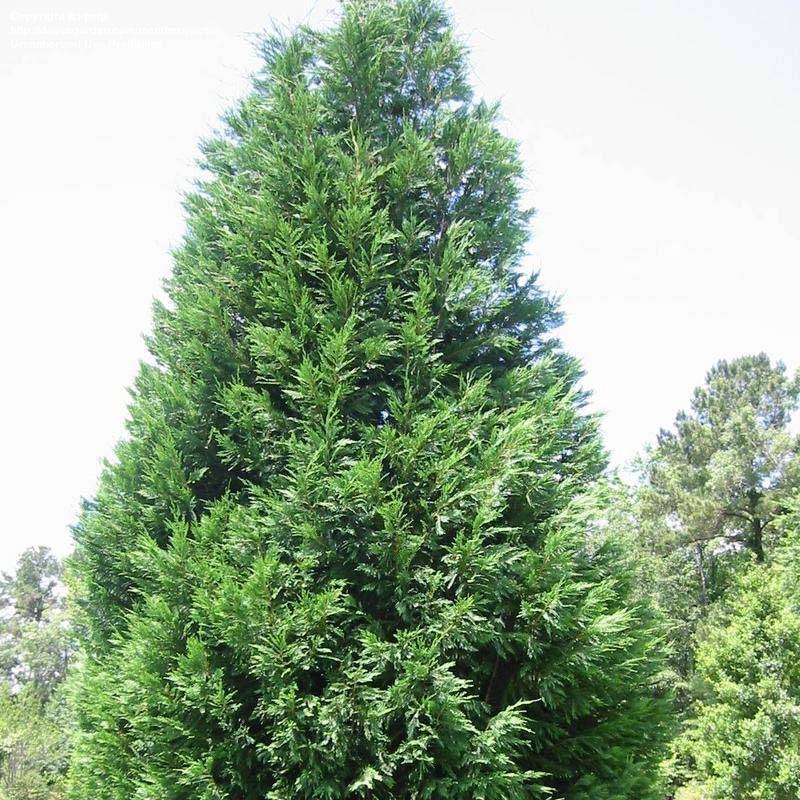 Promesse de Fleurs - Cupressocyparis x leylandii Oger - Cyprès de Leyland Pot de 2L/3L - Image 1