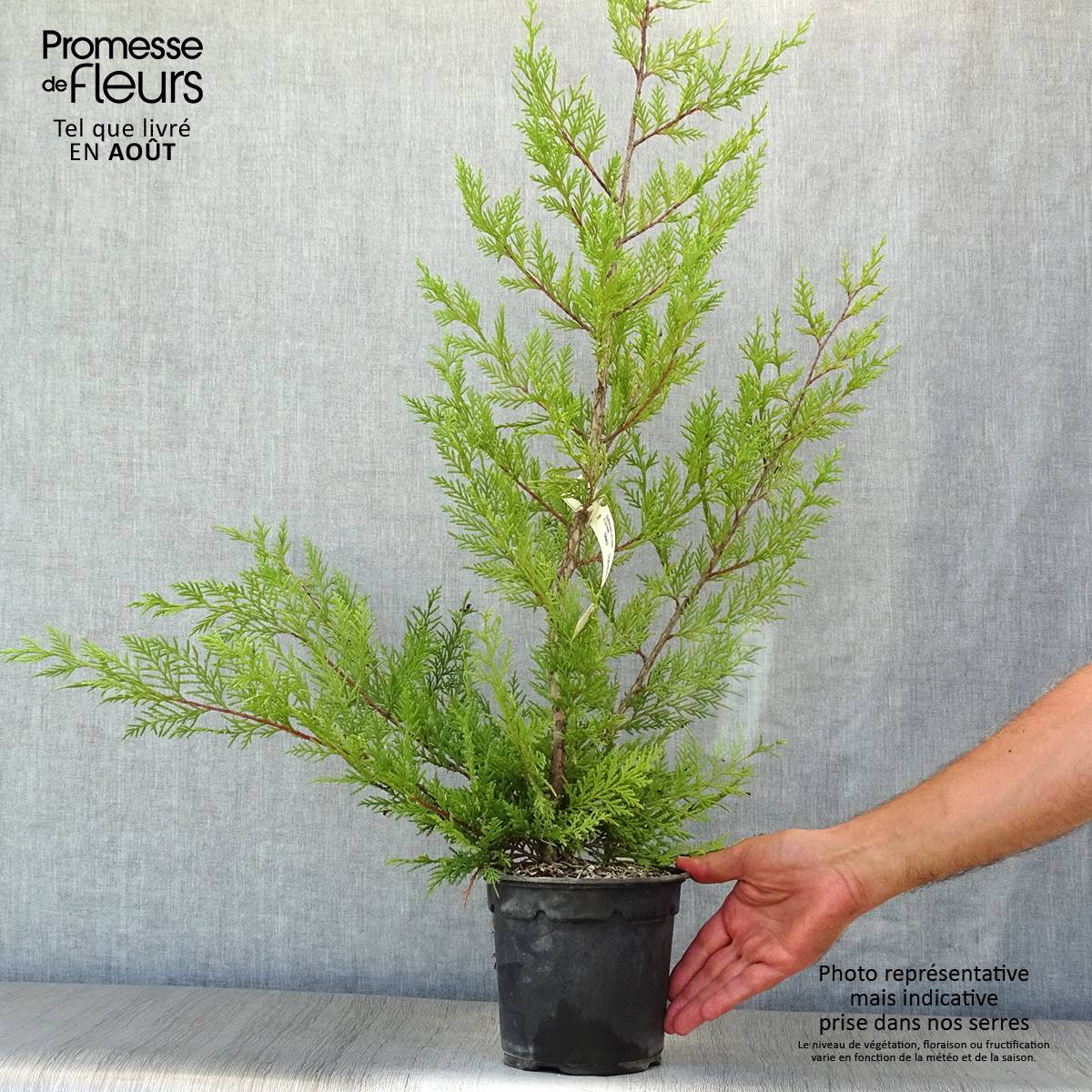 Promesse de Fleurs - Cupressocyparis x leylandii Oger - Cyprès de Leyland Pot de 2L/3L - Image 2