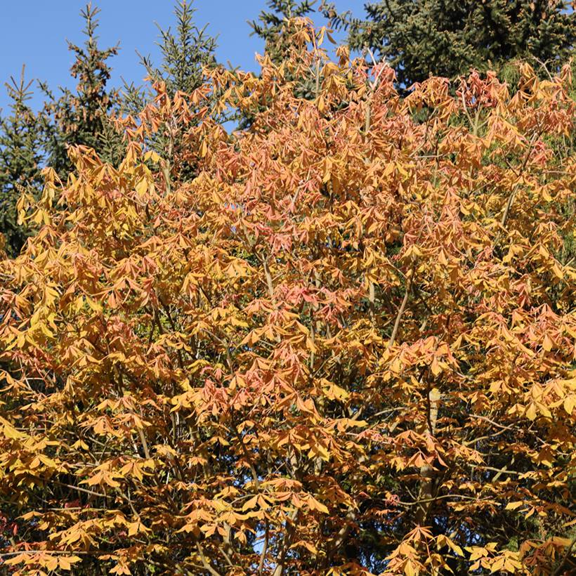 Promesse de Fleurs - Aesculus x neglecta Erythroblastos - Marronnier d'ornement Pot de 7,5L/10L