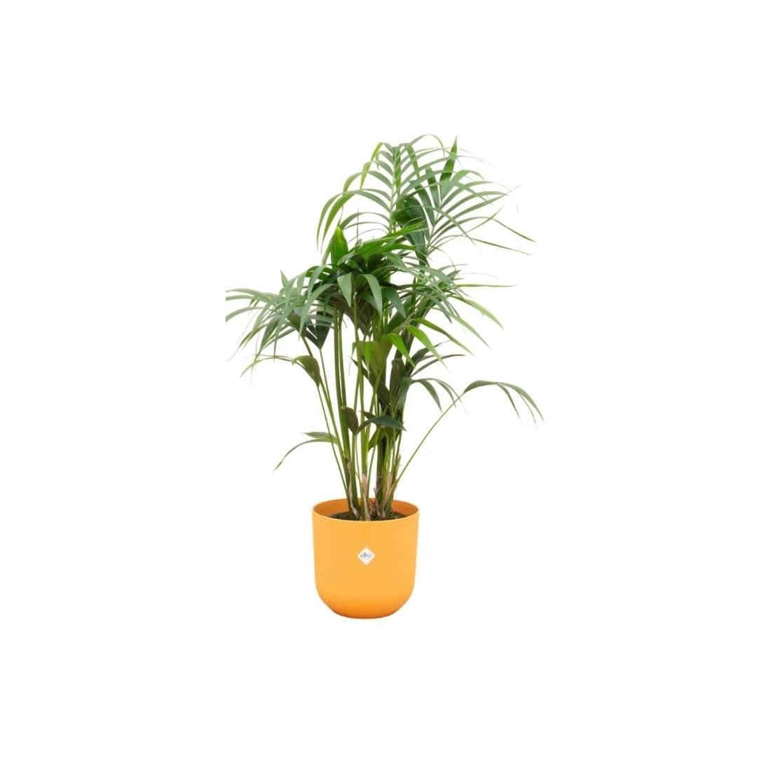 Palmier Kentia 160cm et son pot- La Green Touch Jaune 26cm - Hauteur 160cm