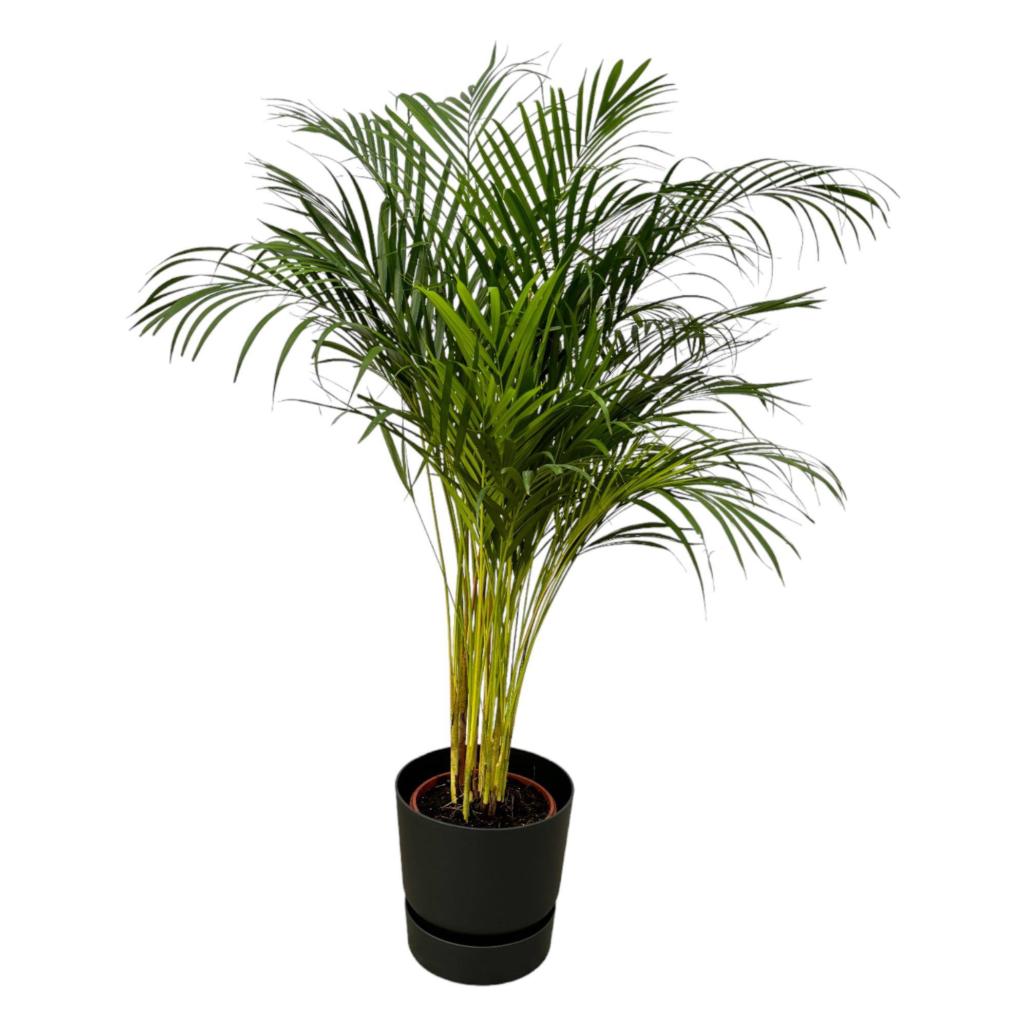 Palmier Areca - Plantes d'intérieur - Image 1