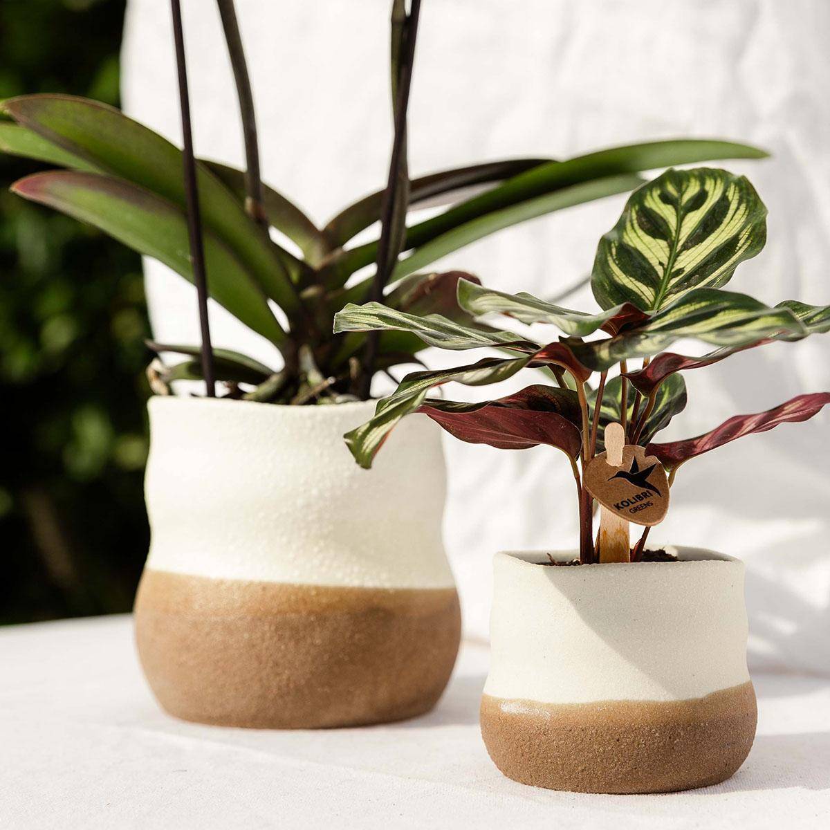 Pot Imperfect Home- La Green Touch - Image 3