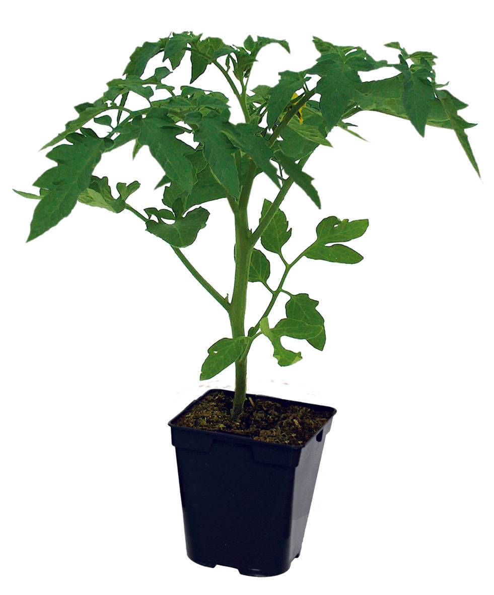 Plant de tomate ronde pyros f1 pot de 0,5 litre - Image 2