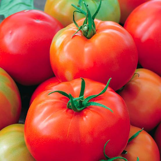 Plant de tomate ronde pyros f1 pot de 0,5 litre - Image 1