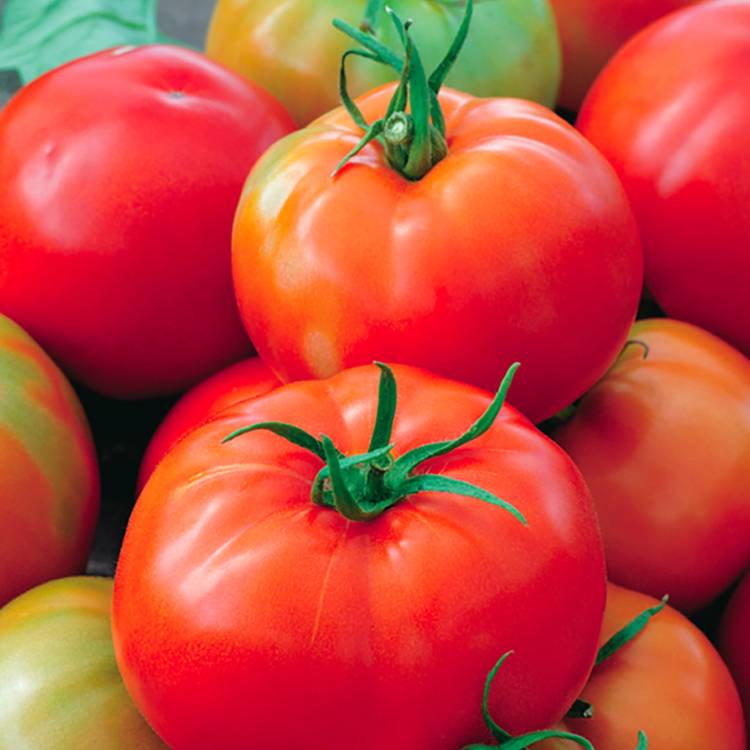 Plant de tomate ronde pyros f1  pot de 0,5 litre - Image 1