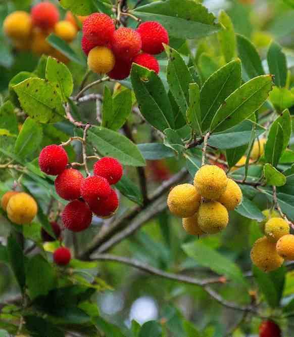 0 - Arbutus unedo var. Rubra (arbousier) Pot de 45L - 200/225cm - Image 3