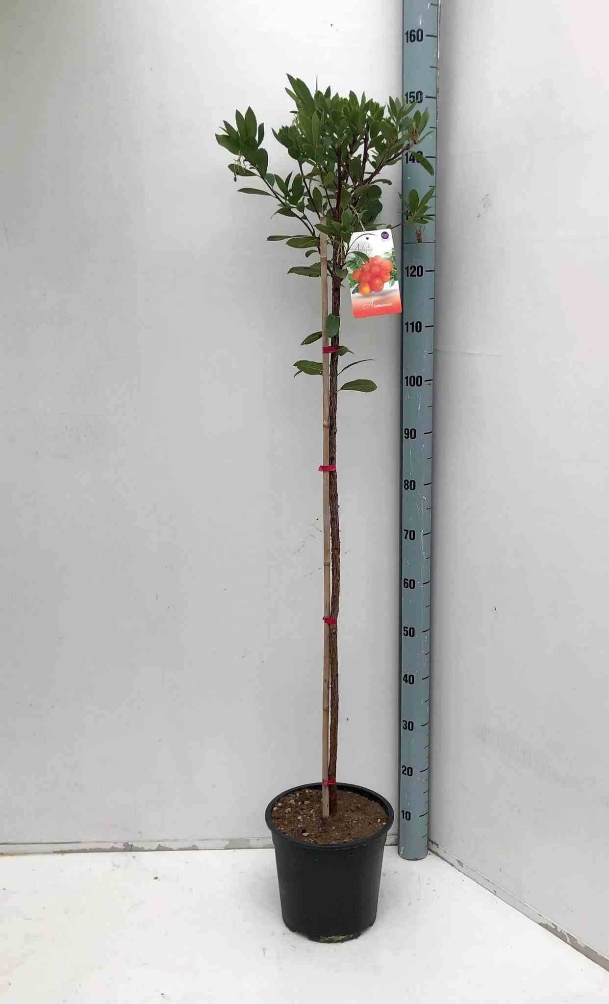 0 - Arbutus unedo var. Rubra (arbousier) Pot de 45L - 200/225cm - Image 2
