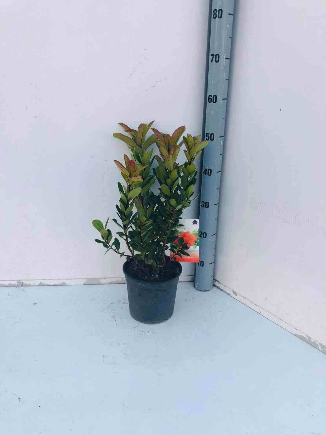 0 - Arbutus unedo var. Rubra (arbousier) Pot de 45L - 200/225cm