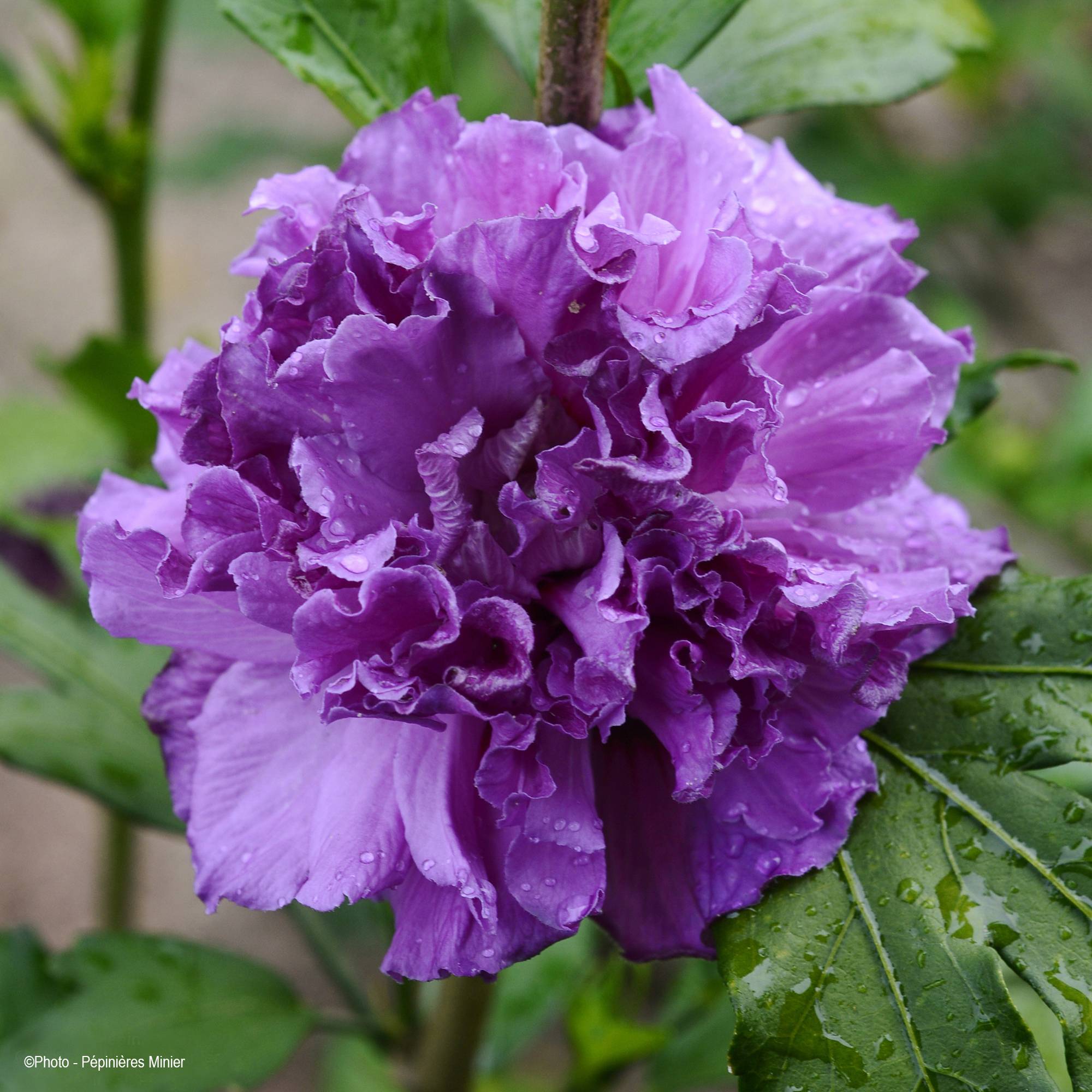 Promesse de Fleurs - Hibiscus French Cabaret Purple - Althéa double violette Pot de 3L/4L