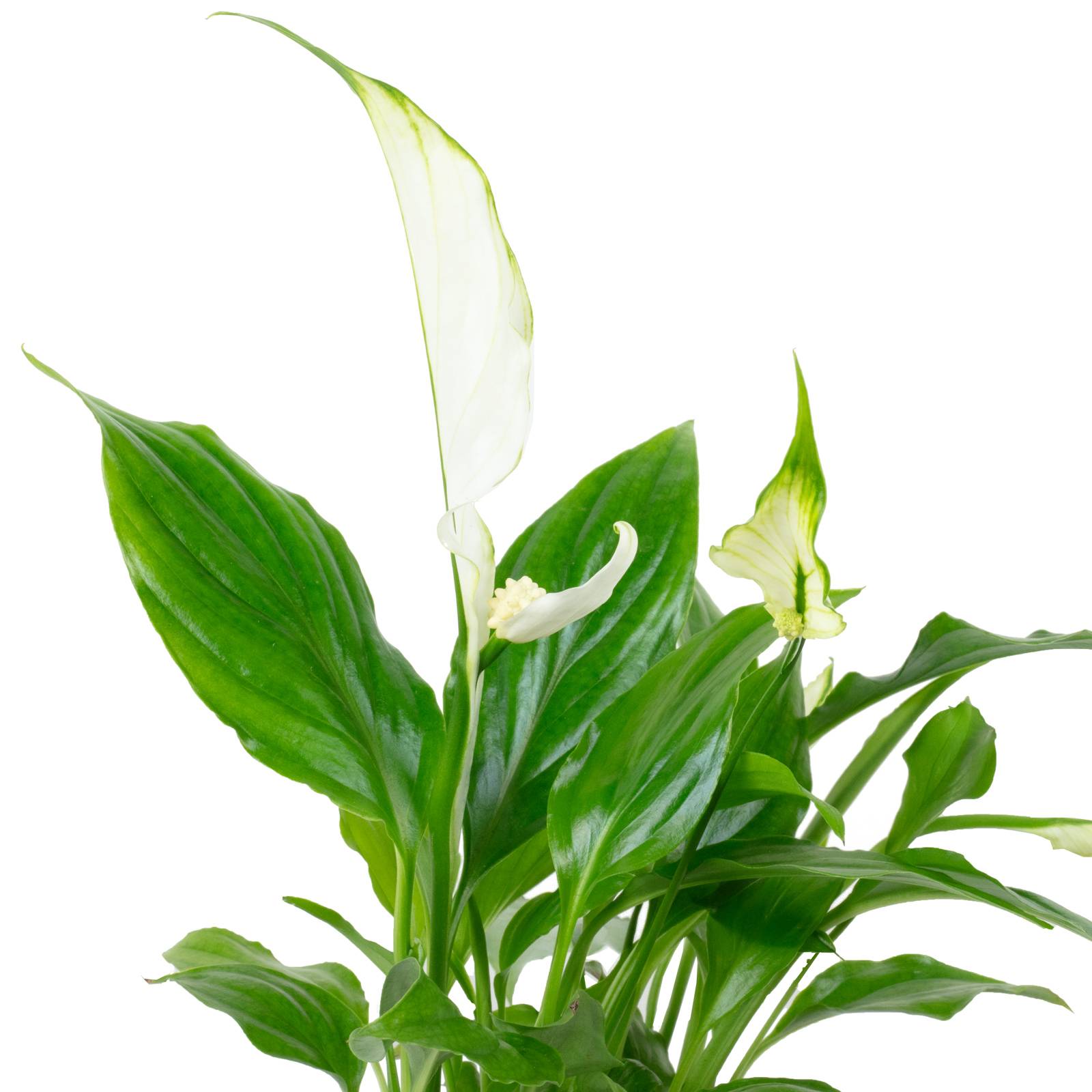 Spathiphyllum blanc - plante d'intérieur facile d'entretien, Spathiphyllum Yess - hauteur env. 15 cm, pot-Ø 6 cm - Image 2