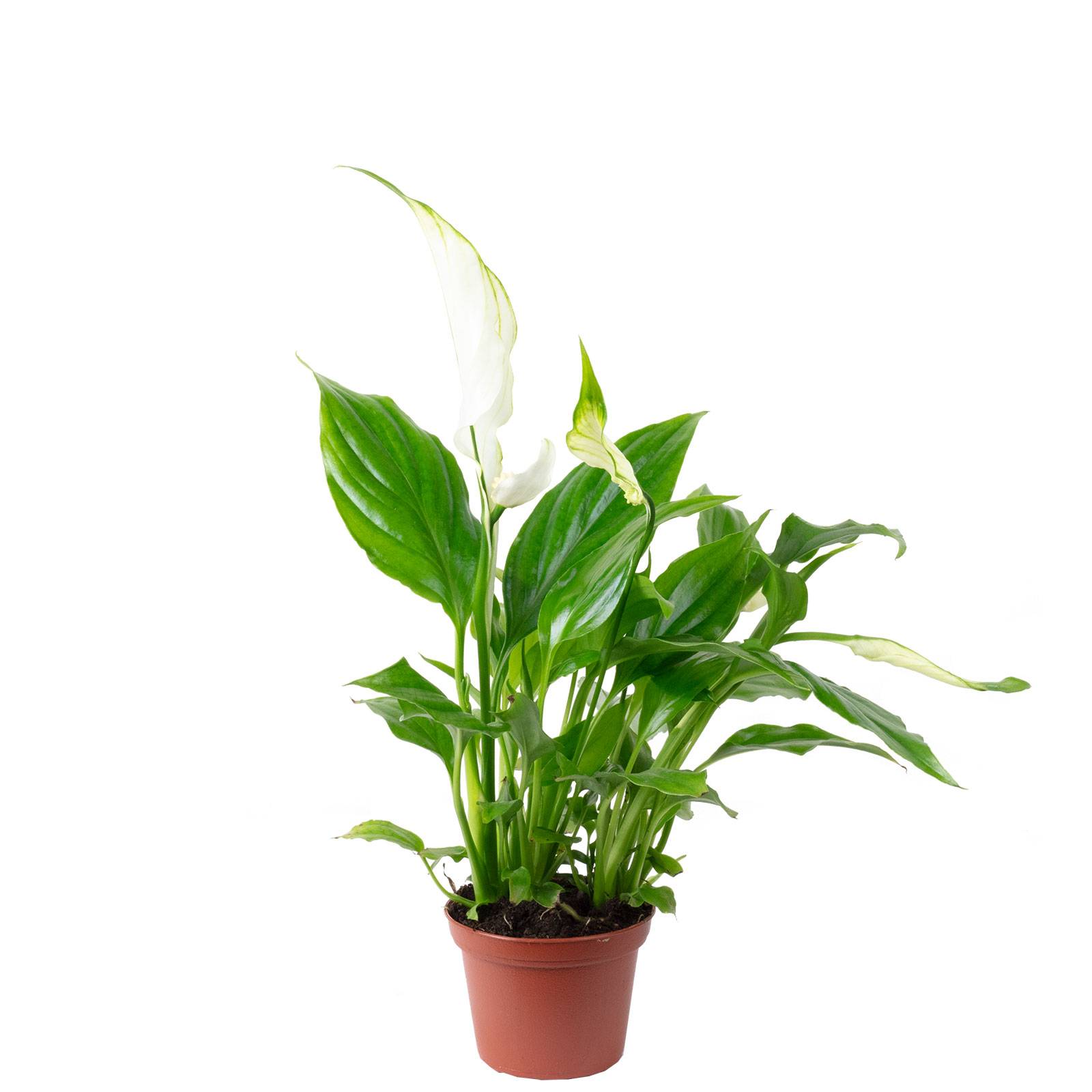 Spathiphyllum blanc - plante d'intérieur facile d'entretien, Spathiphyllum Yess - hauteur env. 15 cm, pot-Ø 6 cm - Image 1