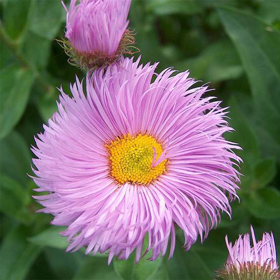 Erigeron Rosa Triumph - Vergerette Godet de 8/9 cm