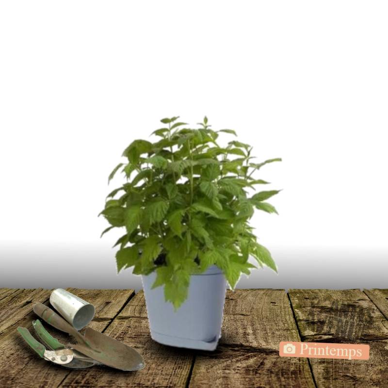 Framboisier Autumn Amber® 'EMR 201201' - Moyen rendement - Pot de 5L - Touffe - De 1,00 m à 1,50 m - Image 5