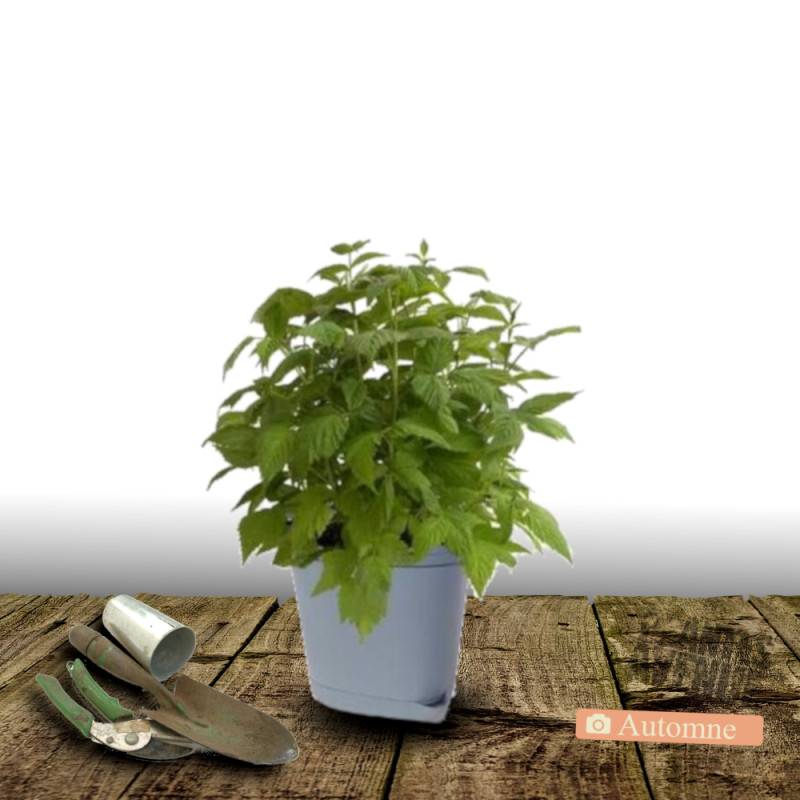 Framboisier Autumn Amber® 'EMR 201201' - Moyen rendement - Pot de 5L - Touffe - De 1,00 m à 1,50 m - Image 3