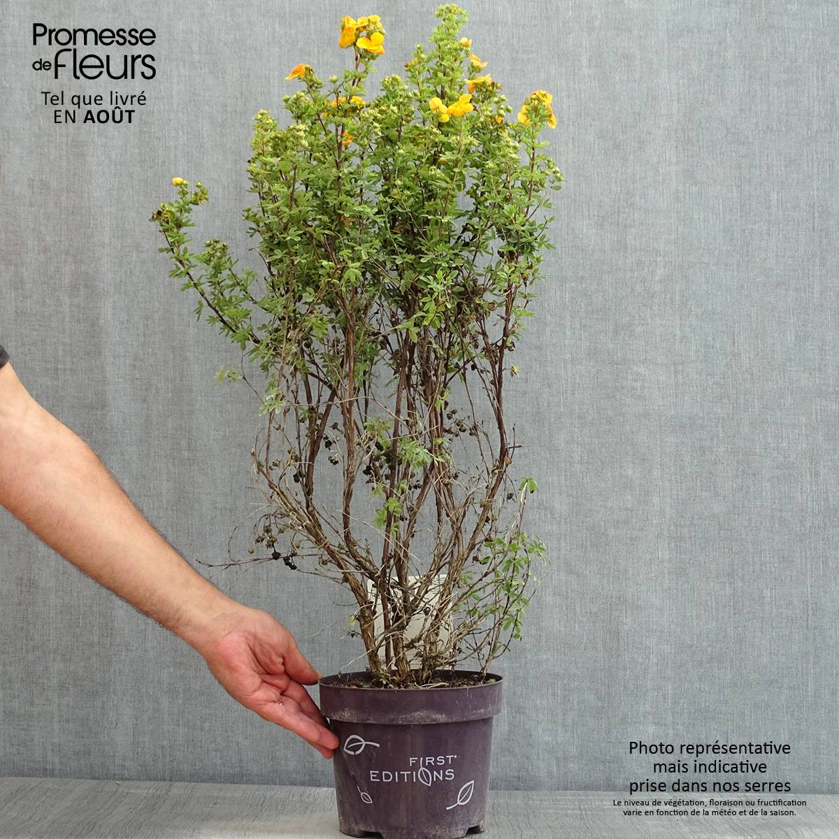 Promesse de Fleurs - Potentilla fruticosa Mandarin Tango - Potentille arbustive Pot de 2L/3L - Image 2