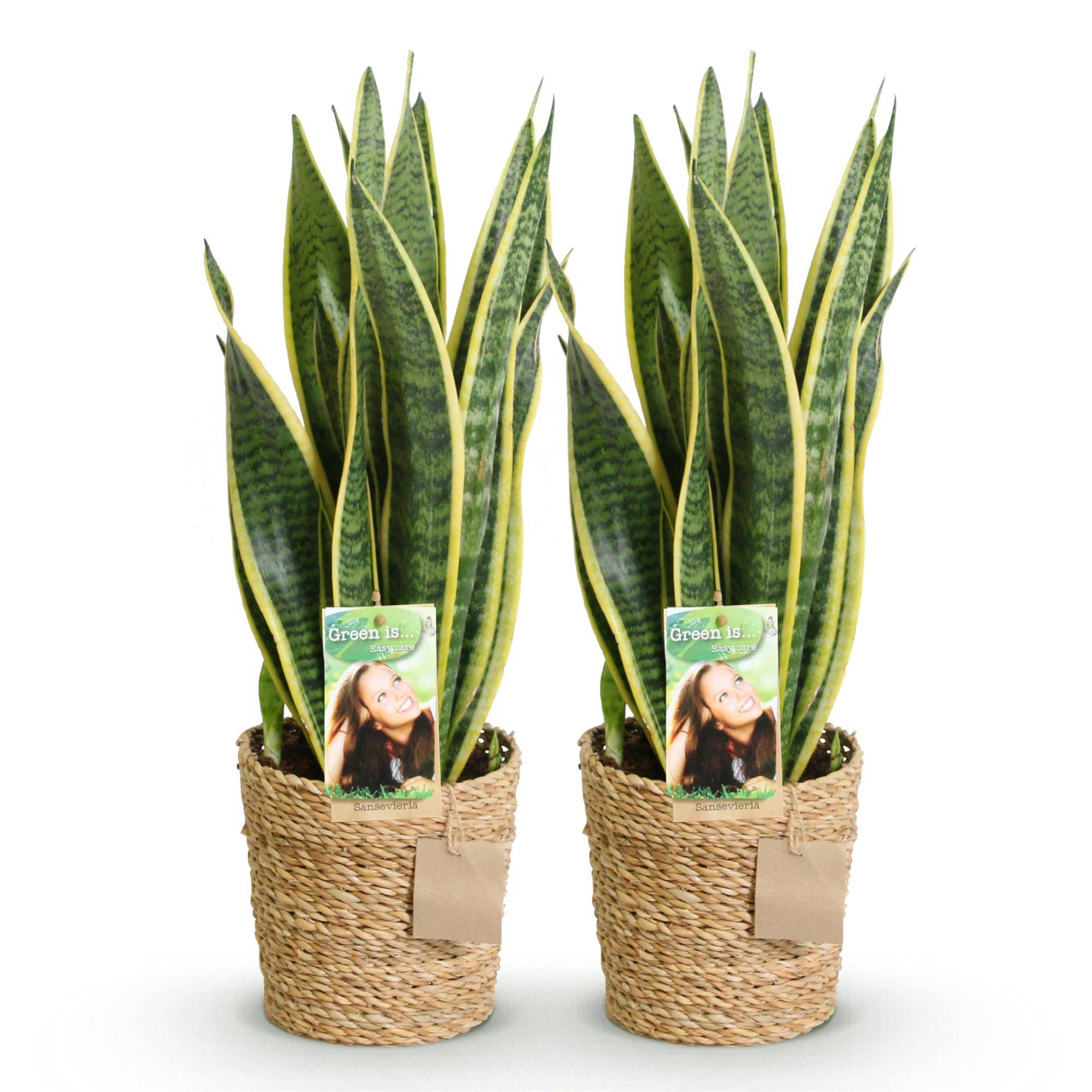 Sansevieria Laurentii - Langue de belle-mère - Lot de 2 Plantes - Pot de 17cm - Hauteur 60-70cm - Panier - Plantes d'intérieur - Image 2