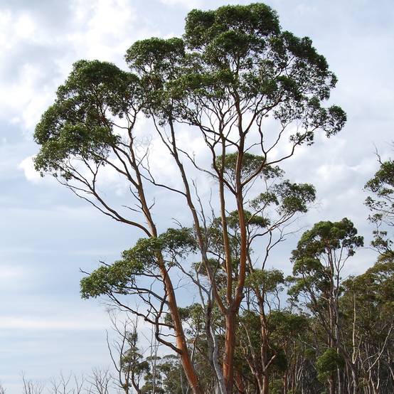 Eucalyptus rodwayi - Eucalyptus ou Gommier des marais Pot de 4L/5L, Pot anti-chignon - Image 1