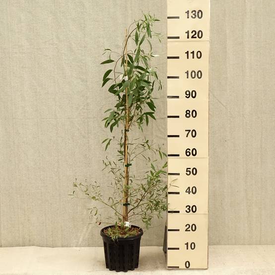 Eucalyptus rodwayi - Eucalyptus ou Gommier des marais Pot de 4L/5L, Pot anti-chignon - Image 2