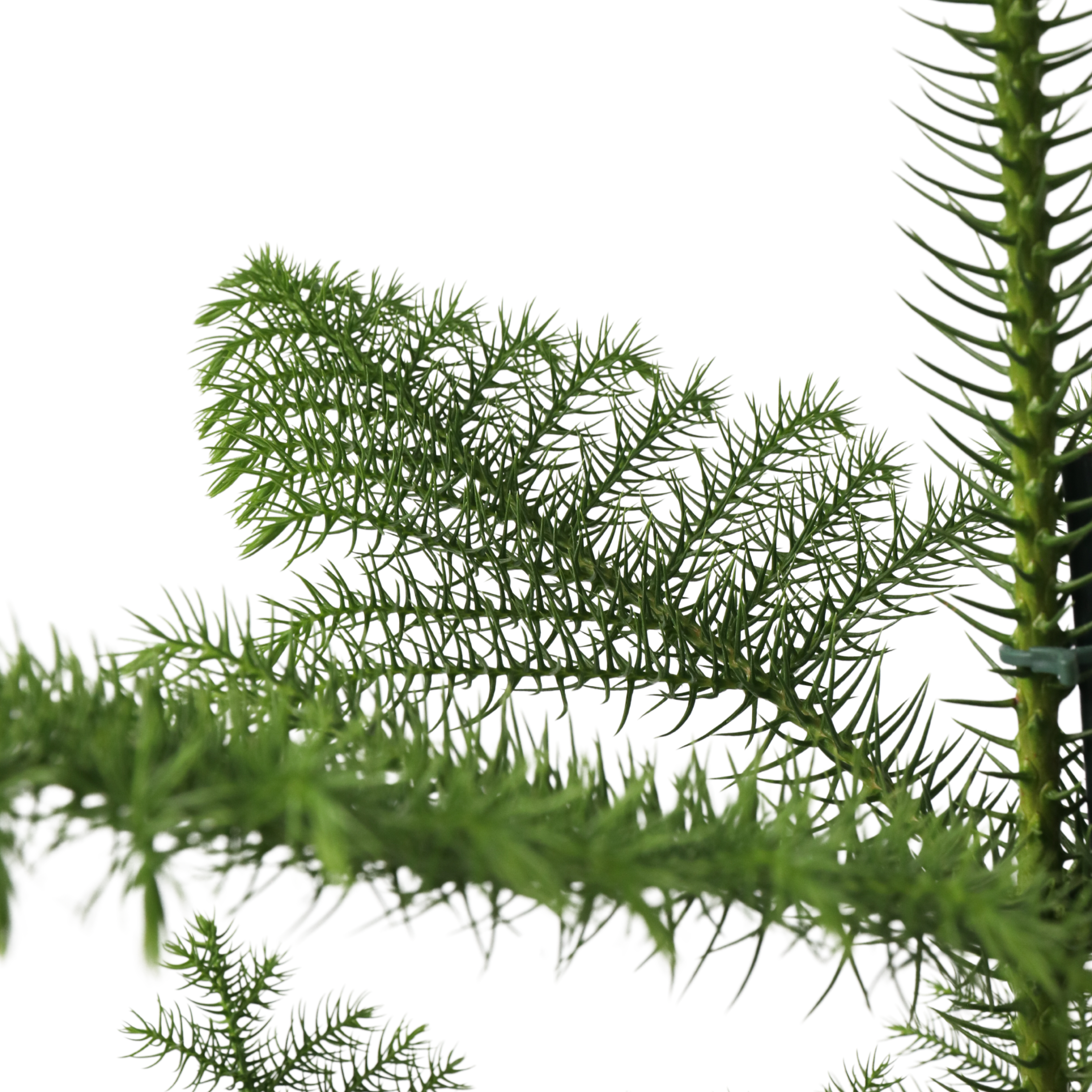 Plant In A Box - Pin de Norfolk - Araucaria heterophylla - Hauteur 70-80cm - ⌀21cm - Image 5