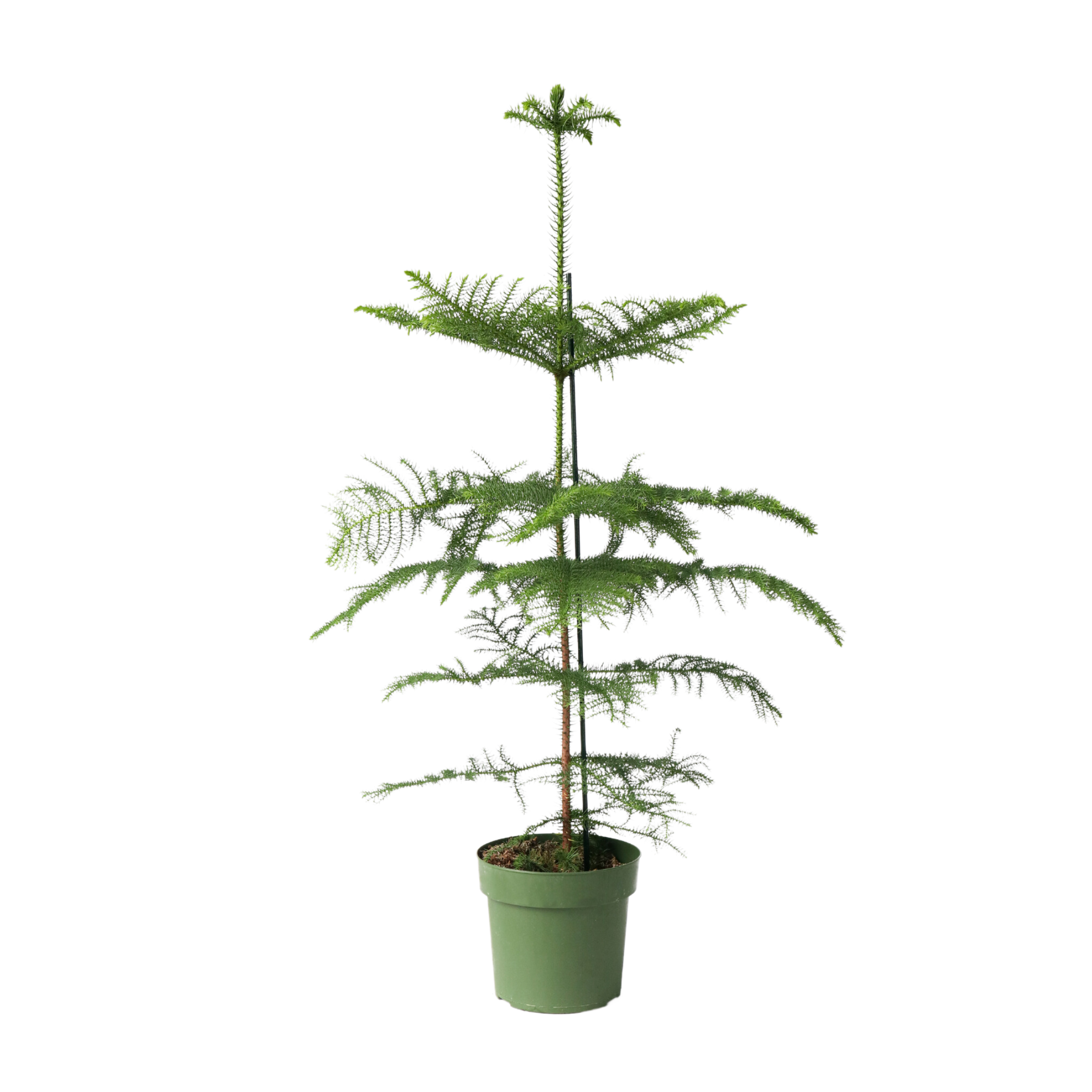 Plant In A Box - Pin de Norfolk - Araucaria heterophylla - Hauteur 70-80cm - ⌀21cm