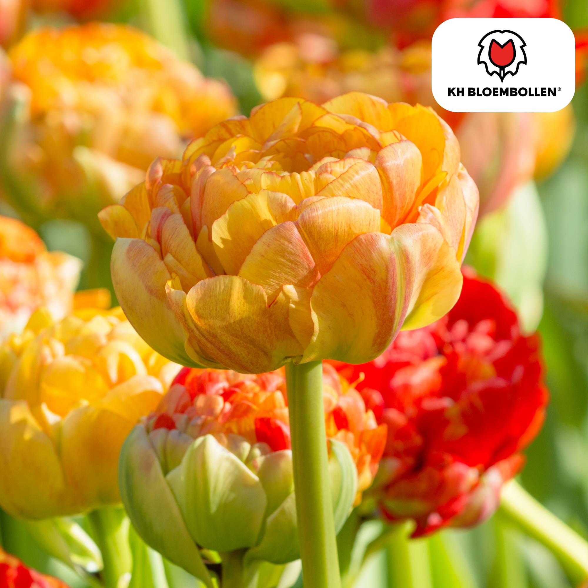 La Green Touch - Tulipe Gudoshnik Double - 20 bulbes
