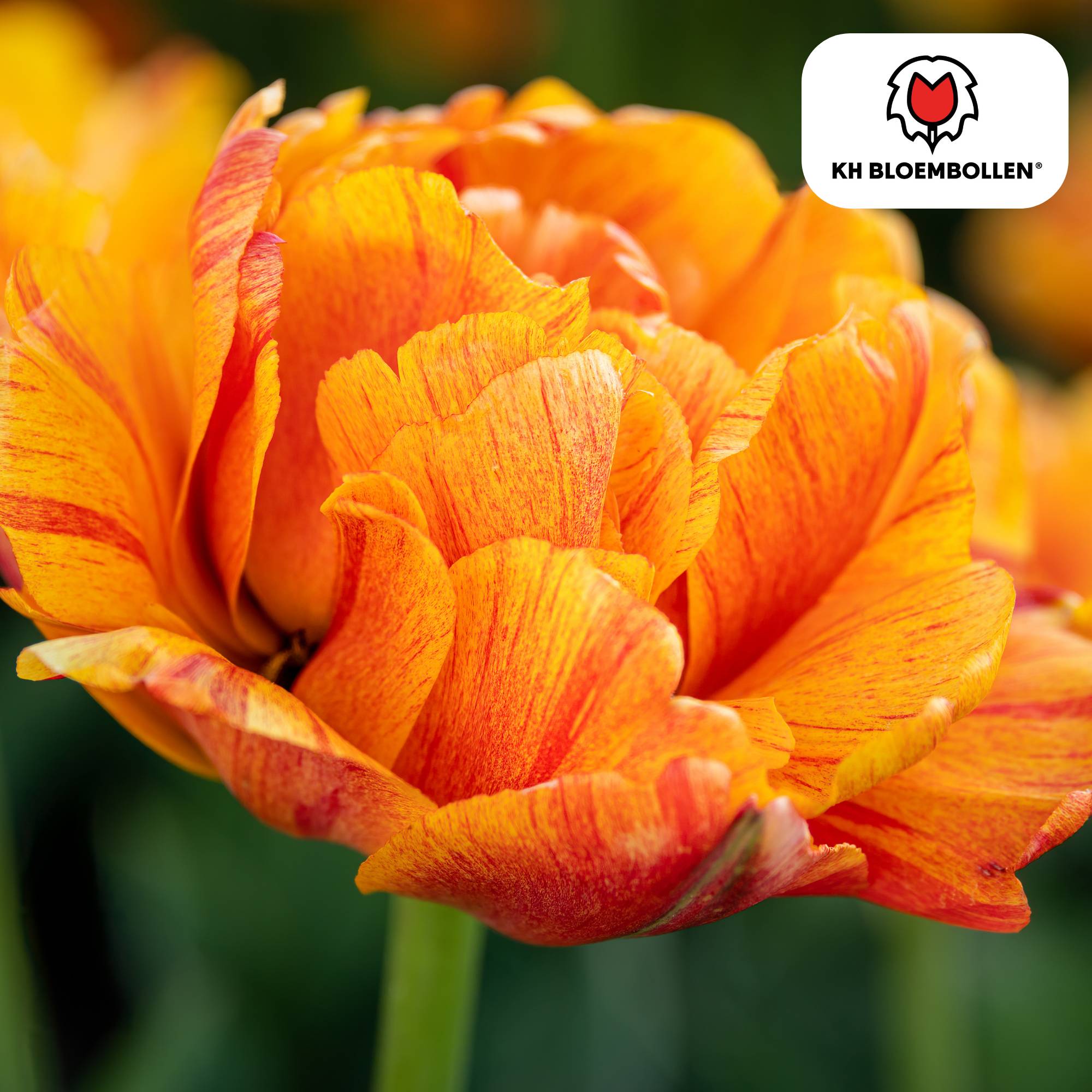 La Green Touch - Tulipe Gudoshnik Double - 20 bulbes - Image 4
