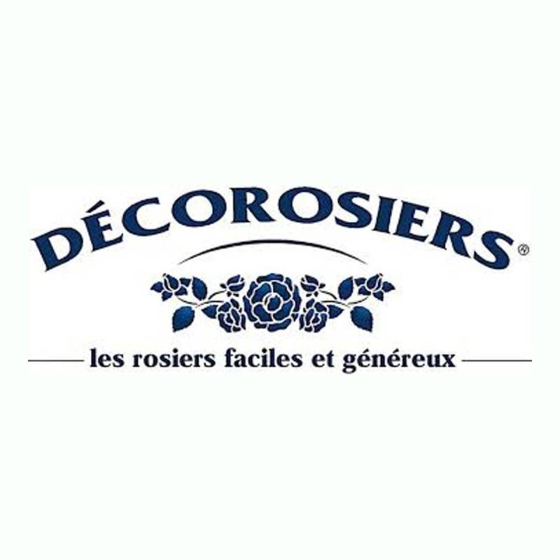 Rosier paysager Decorosier® Opalia® 'Noaschnee' à fleurs Blanche/ - feuillage Caduc - Pot de 5L - 40/60 cm - Image 4