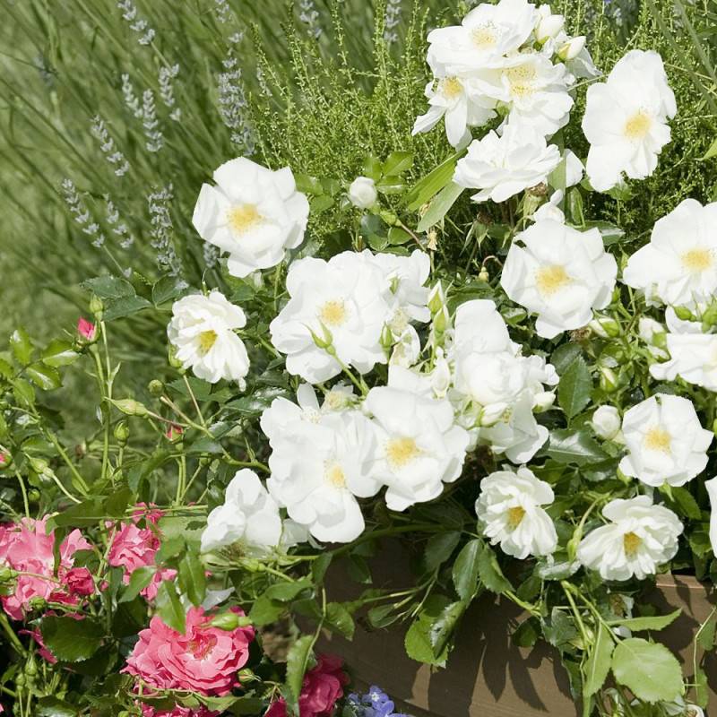 Rosier paysager Decorosier® Opalia® 'Noaschnee' à fleurs Blanche/ - feuillage Caduc - Pot de 5L - 40/60 cm - Image 2