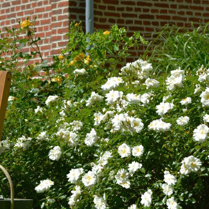 Rosier paysager Decorosier® Opalia® 'Noaschnee' à fleurs Blanche/ - feuillage Caduc - Pot de 5L - 40/60 cm - Image 1