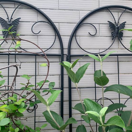 Treillis Jardin Métal Acier Support Plantes Grimpantes 50x180cm Noir - ComfortXL Outdoor Living - Image 5