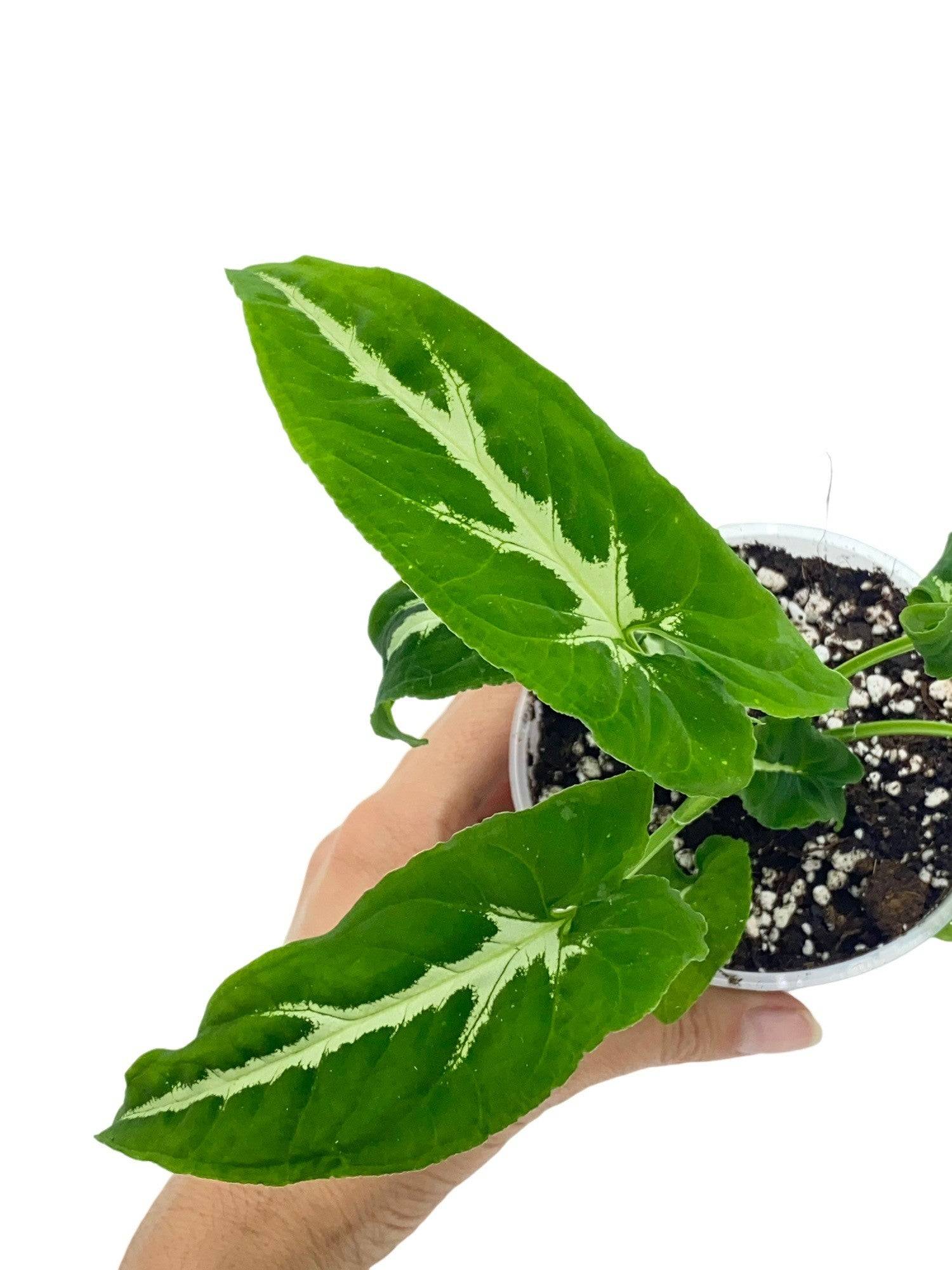 Syngonium Wendlandii - Pot de 6cm - Plantes d'intérieur - Image 6