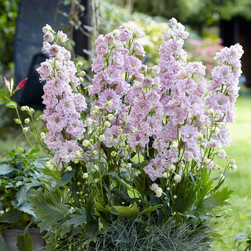 Pied-d'alouette Cinderella® 'DD2011', Delphinium à fleurs Rose/ - feuillage Caduc - Godet - 5/20 cm - Image 1