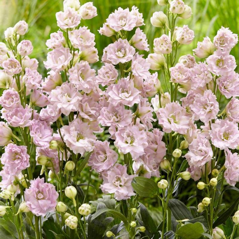 Pied-d'alouette Cinderella® 'DD2011', Delphinium à fleurs Rose/ - feuillage Caduc - Godet - 5/20 cm - Image 2