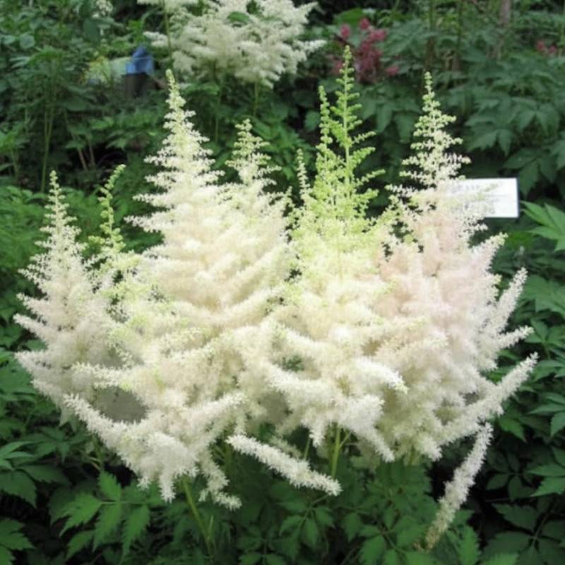 Astilbe d'Arends Weisse Gloria à fleurs Blanche/ - feuillage Caduc - Godet - 5/20 cm - Image 1