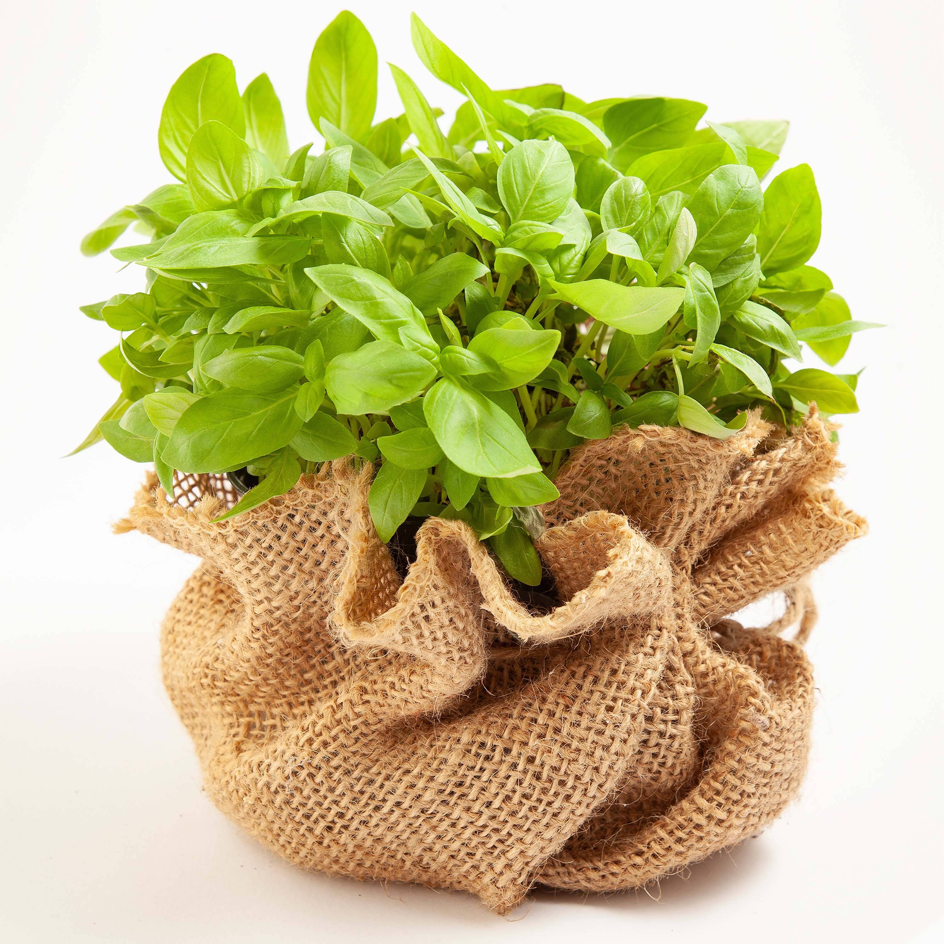 55m x 1m tissu de jute 105g/m² tapis de jute jute de jardin tissu de jute toile de jute ruban de jute - Image 9