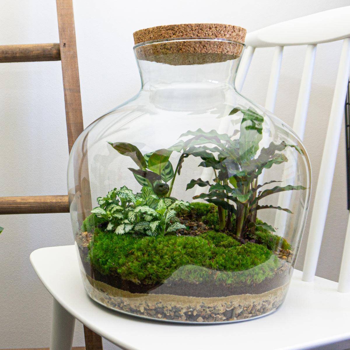Diy Terrarium - D30 H30cm - Image 2