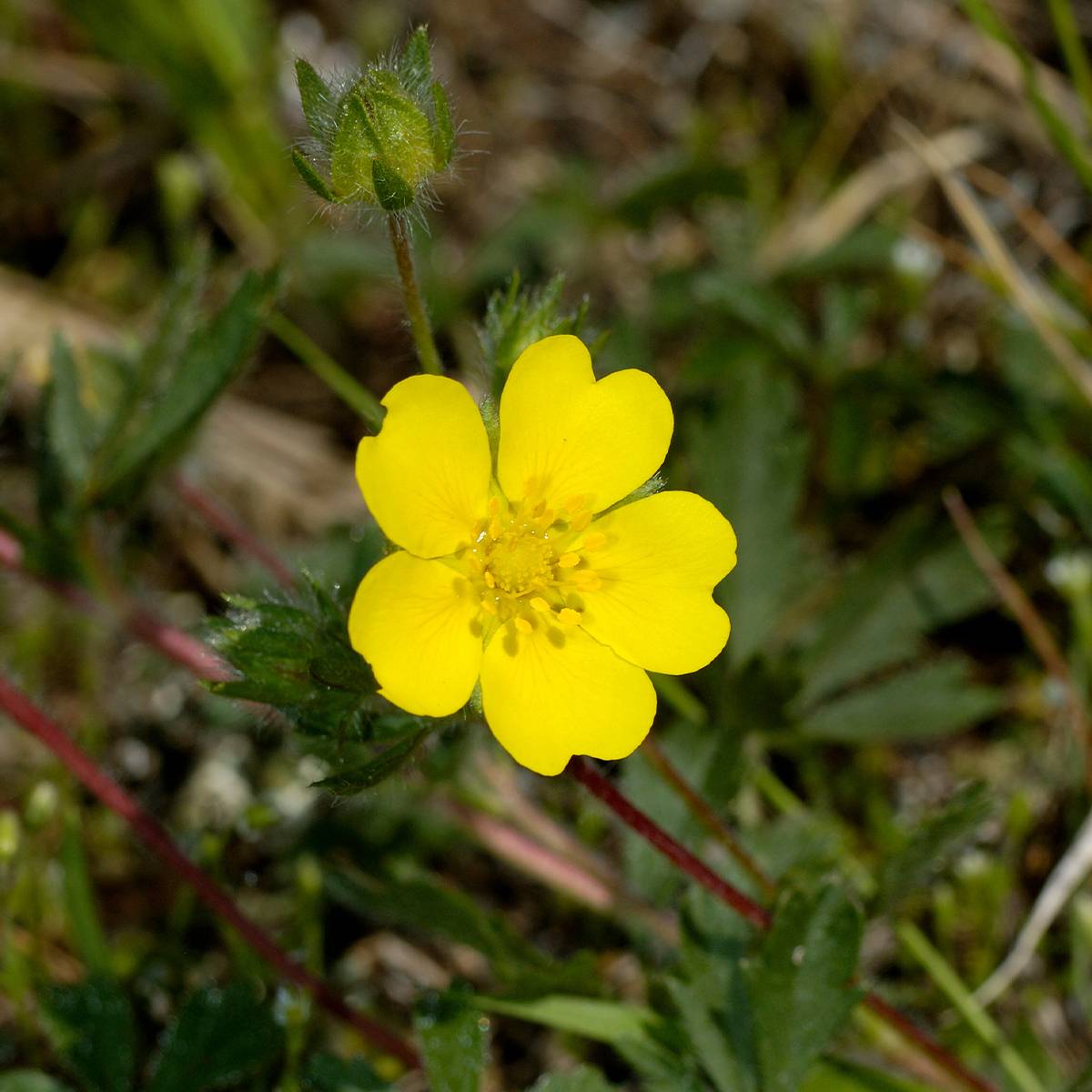 Potentilla verna - Potentille de printemps Godet de 8/9 cm
