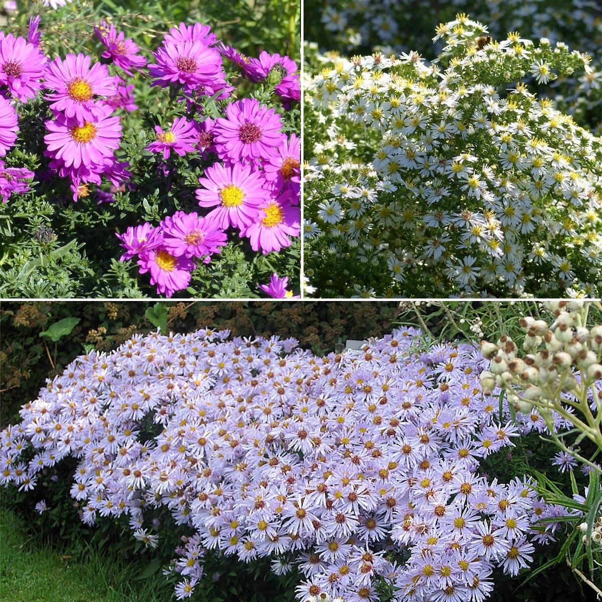 Collection 3 asters nains - Collection de 3 plantes