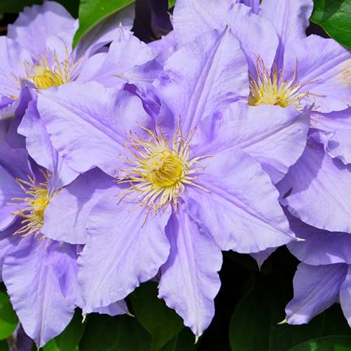 Gardenersdream - Clématite bleu-violet grande plante grimpante florifère rustique en pot - GardenersDream - Image 2